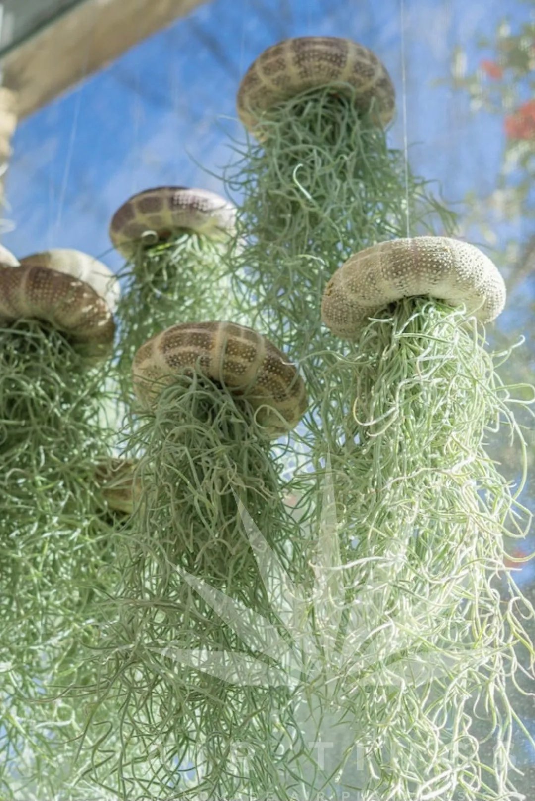 SeaThrive™ — Bring Peaceful Coastal Beauty and Effortless Greenery Into Your Home