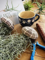 SeaThrive™ — Bring Peaceful Coastal Beauty and Effortless Greenery Into Your Home