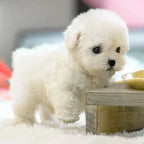 HeartPup™ — Experience Unforgettable Puppy Love That Warms Your Heart Instantly