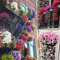 SilkaBloom™ — Transform Every Space with Effortless, Everlasting Orchid Elegance