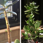 VerdiLux™ Plant Elixir — Ignite Explosive Growth and Unstoppable Garden Vitality