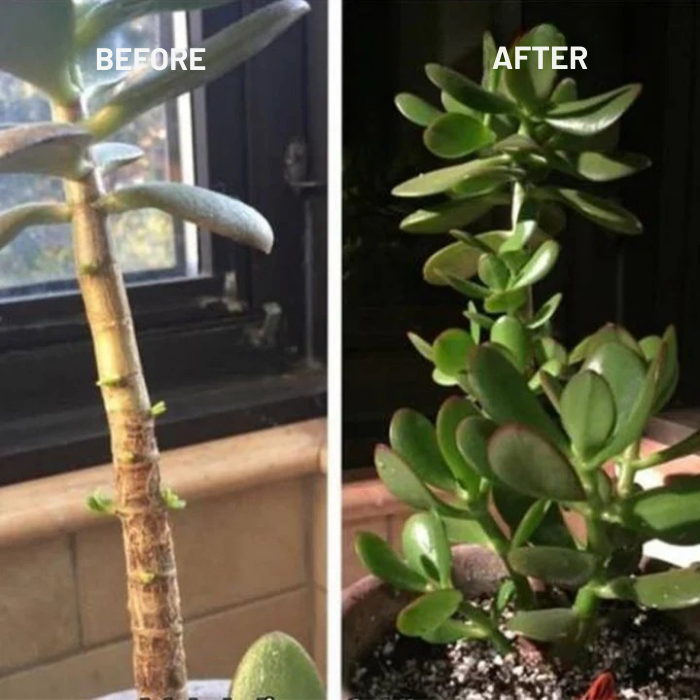 VerdiLux™ Plant Elixir — Ignite Explosive Growth and Unstoppable Garden Vitality