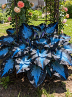 ShadeMuse™ — Transform Hidden Shade into a Vibrant, Effortless Garden Sanctuary