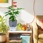 Flower Pot | Self-Watering | Clean Hydration | AquaWick