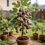 Figmaestro™ Seeds — Grow a Lifetime of Juicy, Thriving Fig Trees That Make Your Garden Glow