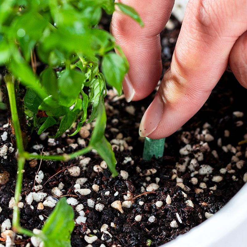 Plant Nutrition | Uniform Nutrient Spread | Simple Plug-In | RootVita