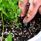 Plant Nutrition | Uniform Nutrient Spread | Simple Plug-In | RootVita
