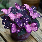 EnchantWing™ Butterfly Bloom Seeds — Transform Your Garden into a Vibrant Butterfly Paradise That Dazzles Every Eye