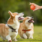 ThrillPup™ — Ignite Boundless Joy and Energy with Every Chase