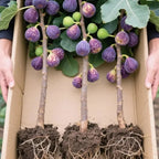 Figmaestro™ Seeds — Grow a Lifetime of Juicy, Thriving Fig Trees That Make Your Garden Glow